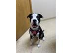 Adopt Frankie a Black - with White Mutt / Mixed dog in Milan, IN (40291925)