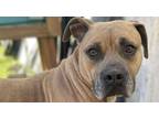 Adopt Marshall a Tan/Yellow/Fawn Labrador Retriever / Mixed Breed (Medium) dog