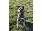 Adopt Clark Kent a Brindle Akita / Mixed dog in Speedway, IN (40291023)