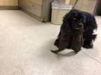 Adopt Wonder a Black Cocker Spaniel dog in Jamestown, CA (40290965)