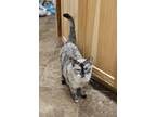Adopt Noelle Allis a Spotted Tabby/Leopard Spotted Siamese cat in Greensboro