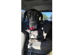 Adopt Thor a Black - with White Great Dane / Mixed dog in Sarasota