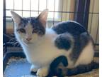 Adopt Pegasus a Domestic Shorthair / Mixed (short coat) cat in Portland