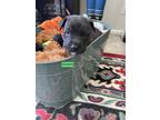 Adopt Shahi a Black - with White Lakeland Terrier / Mixed dog in Woodland Hills