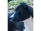 Adopt Skip a Black - with White Australian Cattle Dog / Mixed dog in White
