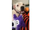 Adopt Ole Miss a White - with Black Boxer / Mixed dog in White Settlement