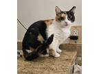 Adopt Holly Allis a Spotted Tabby/Leopard Spotted Calico cat in Greensboro