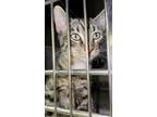 Adopt BERIT & MADDEN (bonded pair) a Gray or Blue Tabby (medium coat) cat in