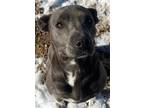 Adopt Itria a American Pit Bull Terrier / Labrador Retriever / Mixed dog in Fort