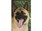 Adopt Lexi (Star) a Tan/Yellow/Fawn Akita / Belgian Malinois / Mixed dog in
