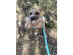 Adopt Lancer a Tan/Yellow/Fawn - with White American Staffordshire Terrier /