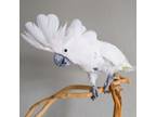 Adopt Joey a Cockatoo bird in Elizabeth, CO (38708515)
