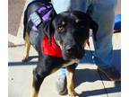 Adopt Tibbs a Black - with Tan, Yellow or Fawn Labrador Retriever / Hound