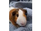 Adopt George II Pig a White Guinea Pig small animal in Williston, FL (39549893)