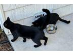 Adopt Lancelot a All Black Bombay / Mixed (short coat) cat in Magnolia Springs