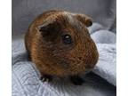 Adopt Samson a Guinea Pig small animal in Williston, FL (39549895)