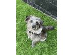 Adopt Matilda a Jack Russell Terrier dog in San Diego, CA (40284558)