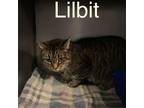 Adopt Lil Bit a Gray, Blue or Silver Tabby Domestic Shorthair (short coat) cat