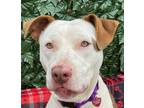 Adopt 6570 Teechee a Tan/Yellow/Fawn - with White American Pit Bull Terrier /
