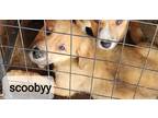 Adopt Scooby a Tan/Yellow/Fawn Catahoula Leopard Dog / German Shepherd Dog /
