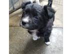 Adopt Sally a Black - with White Pomeranian / Toy Poodle / Mixed dog in Fresno