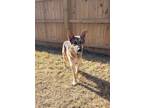 Adopt Calvin a Merle German Shepherd Dog / Mixed Breed (Medium) / Mixed (short