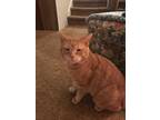 Adopt Butterscotch a Orange or Red Tabby Domestic Shorthair (short coat) cat in