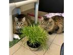 Adopt Butterfly a Brown Tabby Domestic Mediumhair / Mixed Breed (Medium) / Mixed
