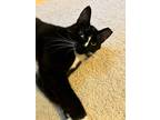 Adopt CHOPPER a Black & White or Tuxedo Domestic Shorthair / Mixed (short coat)