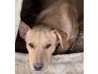 Adopt Eemak a Shepherd (Unknown Type) / Collie / Mixed dog in Fort Lupton