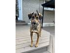 Adopt Mukluk a Brown/Chocolate - with Black Labrador Retriever / German Shepherd