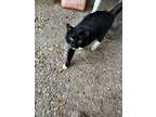 Adopt Felix a Black & White or Tuxedo Domestic Shorthair (short coat) cat in
