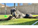 Adopt MacIntosh a Gray/Blue/Silver/Salt & Pepper Doberman Pinscher / Mixed dog