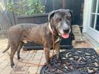 Adopt BEAR a Merle Catahoula Leopard Dog / Mixed dog in Ventura, CA (36225000)