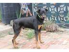 Adopt PHOENIX a Brown/Chocolate - with Tan Doberman Pinscher / Rottweiler /