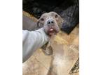Adopt Camilla a Gray/Silver/Salt & Pepper - with White Pit Bull Terrier / Mixed