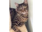 Adopt Jesse Jane a Gray, Blue or Silver Tabby Domestic Longhair (long coat) cat
