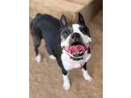 Adopt Josie a Black Boston Terrier / Mixed Breed (Medium) / Mixed (short coat)