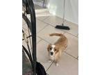 Adopt Gypsy a Red/Golden/Orange/Chestnut - with White Cocker Spaniel / Mixed dog