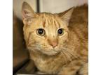 Adopt Pumpkin a Orange or Red Tabby Tabby (short coat) cat in Sheridan