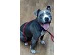 Adopt Lulu a Merle Mixed Breed (Small) / Mixed Breed (Medium) / Mixed (short