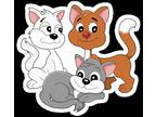 Adopt Male Kittens a Orange or Red Tabby Domestic Shorthair (medium coat) cat in