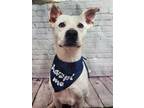 Adopt Rocky B a Retriever (Unknown Type) / Staffordshire Bull Terrier / Mixed