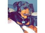 Adopt Captain a Black - with Brown, Red, Golden, Orange or Chestnut Rottweiler /