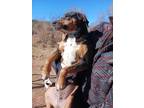 Adopt Matilda a Black - with Tan, Yellow or Fawn Cattle Dog / Shepherd (Unknown
