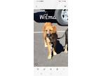 Adopt Wilma a Tan/Yellow/Fawn - with Black Rhodesian Ridgeback / Australian