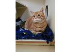Adopt Ginger a Orange or Red Tabby Domestic Shorthair / Mixed (short coat) cat