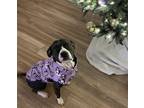 Adopt Tinkerbell a White - with Black American Pit Bull Terrier / American