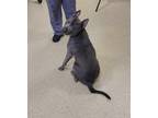 Adopt Laurel a Merle American Pit Bull Terrier / Mixed Breed (Medium) / Mixed