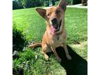Adopt Loki a Brindle Shepherd (Unknown Type) / Mixed Breed (Medium) / Mixed
